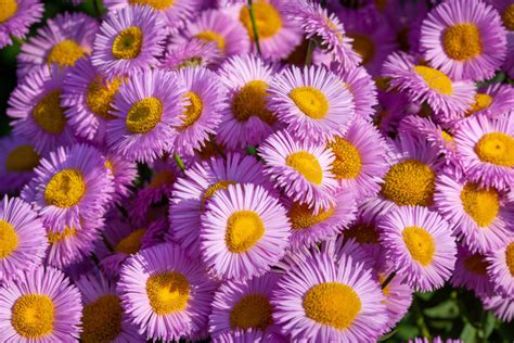 Gardener Shares 11 Head-Turning Aster Varieties For Late Summer Colour | Horticulture Magazine