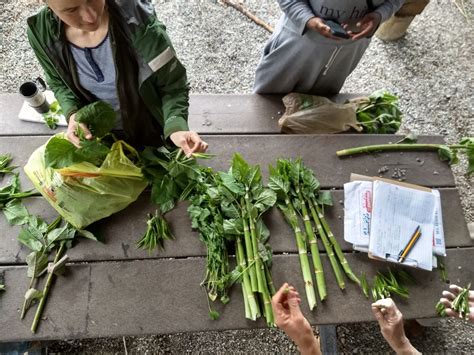 Japanese Knotweed: Edible, Medicinal, Invasive! – Philadelphia Orchard Project