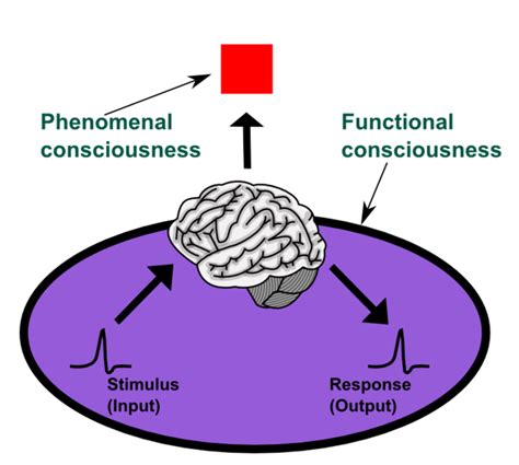 Has Science Found Consciousness in the Brain? | Come Reason's ...