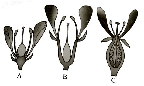 Based on the position of calyx, corolla and androecium in respect of t