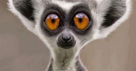 Funny lemur | Amazing animals | Pinterest | Lemur, Lemurs and Animal