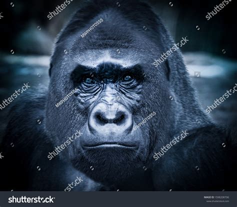 5,052 Gorilla Close Up Images, Stock Photos & Vectors | Shutterstock