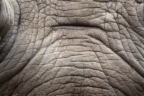 Rhino skin texture. — Stock Photo © anekoho #16807657