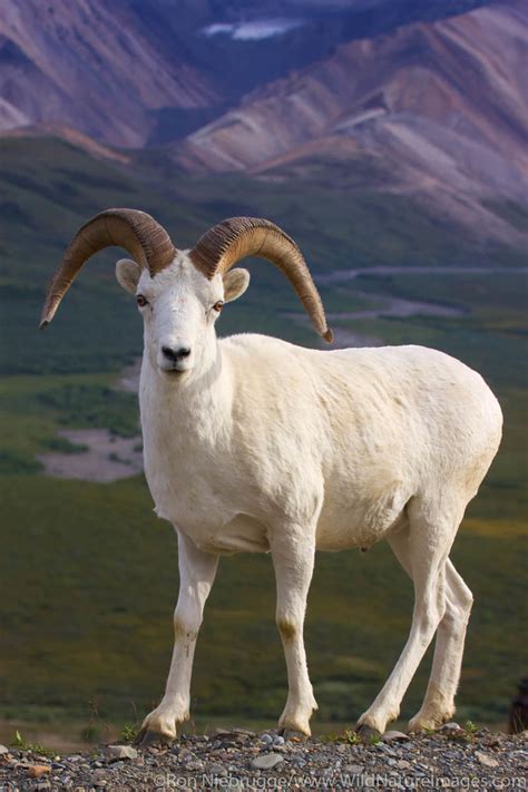 Dall's Sheep | Denali National Park, Alaska. | Ron Niebrugge Photography