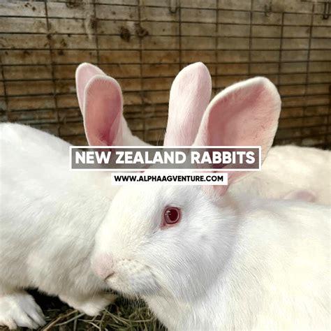 Buy Purebred New Zealand Rabbits for Sale in the Philippines