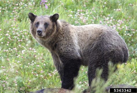 grizzly bear (Ursus arctos)