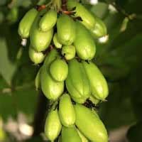 Bilimbi fruit | Nutrition facts-Bilimbi fruit | Health benefits