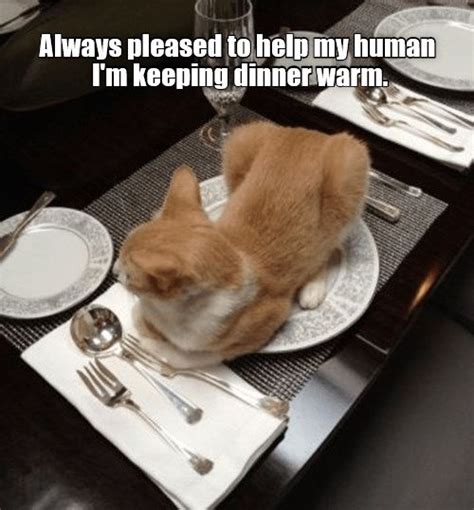 cat dinner table meme template