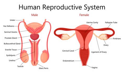 Human Female Reproductive System Parts And Functions