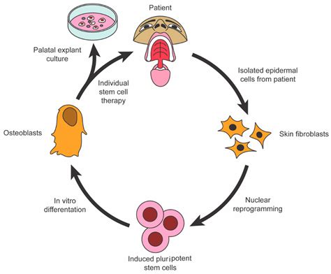 JCM | Free Full-Text | Stem Cells Regenerating the Craniofacial ...