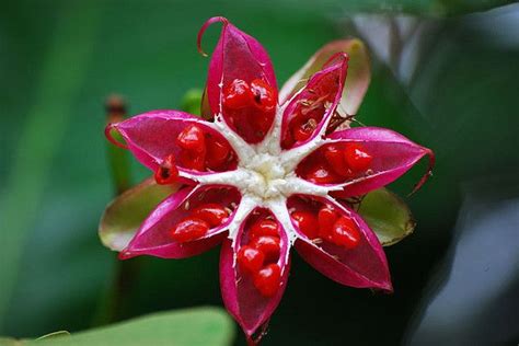 Australian Rainforest Plants - Plants BC