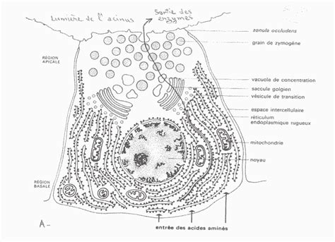 Appareil de Golgi : Structure, compostions et rôle | Bio faculté