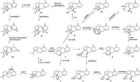 Scheme 1. Possible Biosynthetic Pathways of All Compounds | Download Scientific Diagram