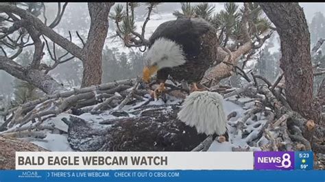 Watch: Bald eagle lays second egg at Big Bear nest in Southern ...