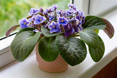 How to Grow and Care For African Violets | Gardener’s Path