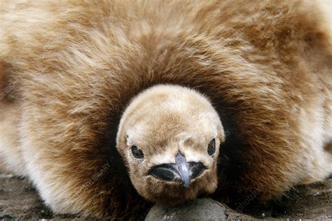 King Penguin Chick - Stock Image - C004/5877 - Science Photo Library