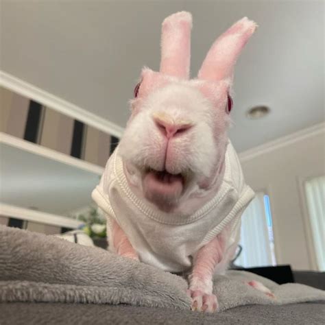 Mr. Bigglesworth, The Hairless Bunny, Was Rescued From Euthanasia, Now Lives As An Instagram ...