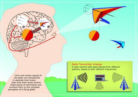 How brain rhythms organize our visual perception