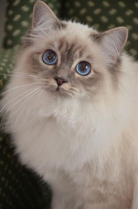 Birman Cats For Sale | Birmingham, AL #153525 | Petzlover