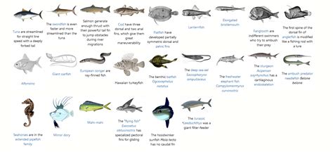 Ray-Finned Fish | Encyclopedia MDPI