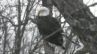 Live Bald Eagle Cam - Decorah, Iowa | Bald eagle, Decorah eagles, Eagle cam