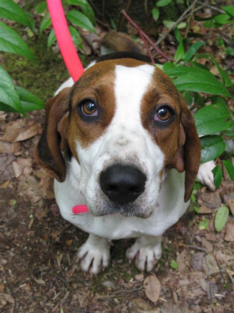 Treeing Walker Coonhounds! Best dogs ever! http://www.akc.org/breeds/treeing_walker_coonhound ...