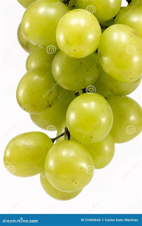 Muscat grapes stock photo. Image of grow, green, berry - 23460646