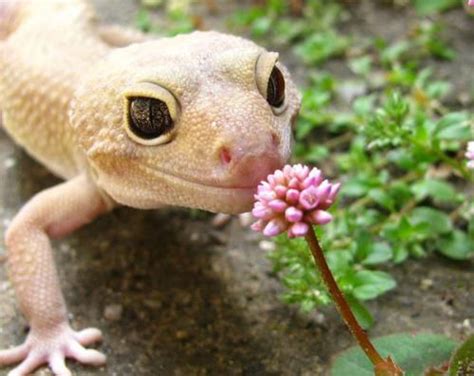 5 Reasons Why Geckos Are Actually The Best