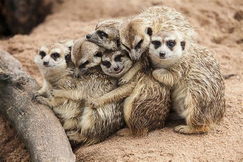 Female meerkats have a powerful sense of weight