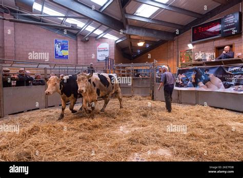 Cattle being auctioned at Carmarthen livestock market Stock Photo - Alamy