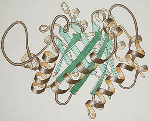 Triose Phosphate Isomerase Structure & Mechanism - Proteopedia, life in 3D