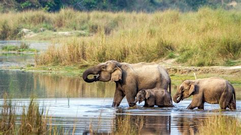 Chitwan national park - Destinations Management INC.