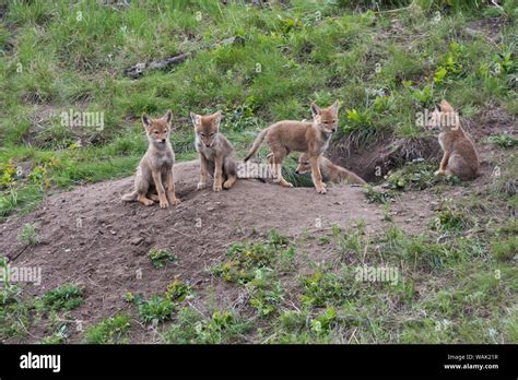 Coyote pups hi-res stock photography and images - Alamy