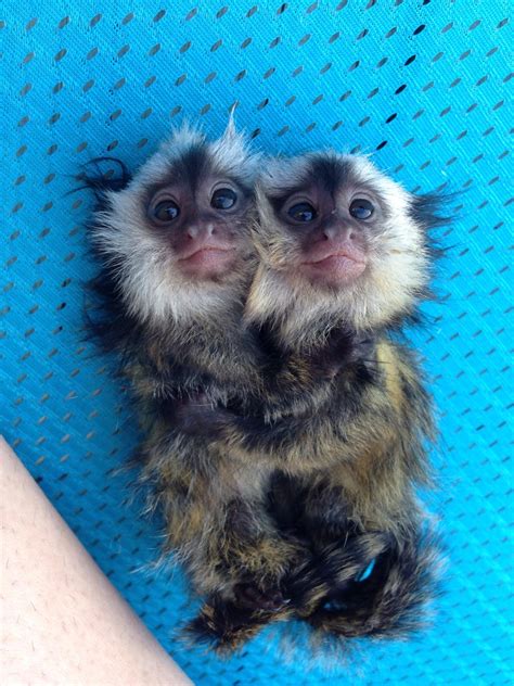 Baby pygmy marmoset twins hugging : pics