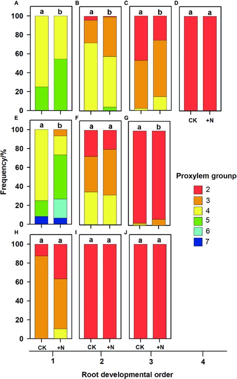 | Protoxylem group composition in different root developmental order ...