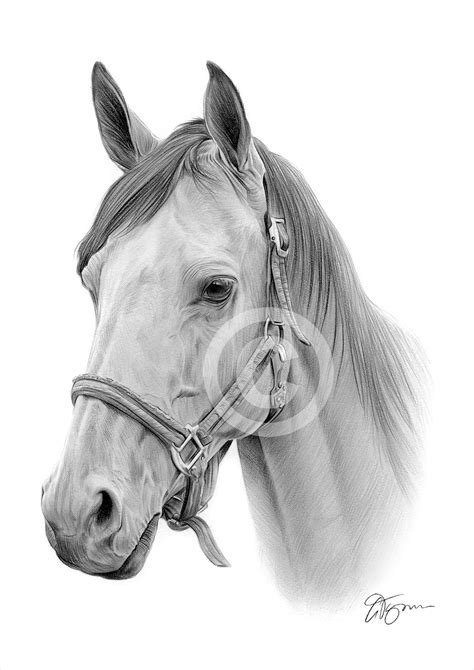 Pencil drawing of a horse by UK artist Gary Tymon