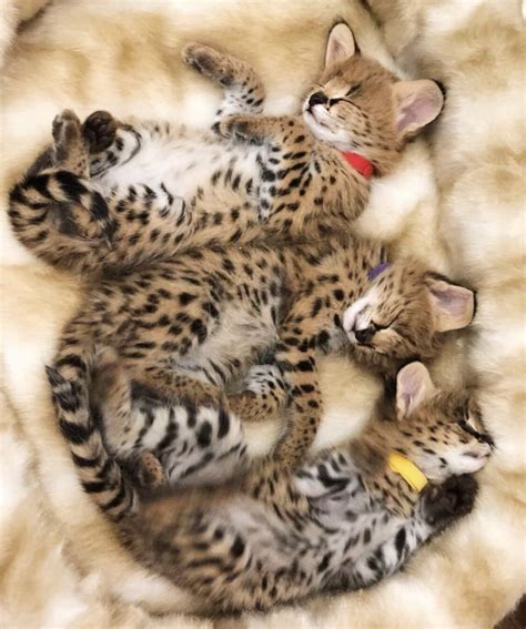 Serval Pet Breeders