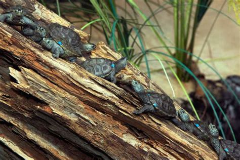 Diamondback Terrapin - Zoo Atlanta