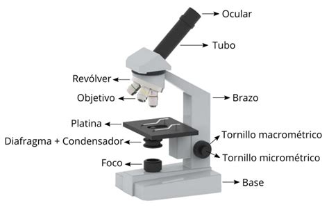 Partes del Microscopio (Funciones y Uso) - Mundo Microscopio