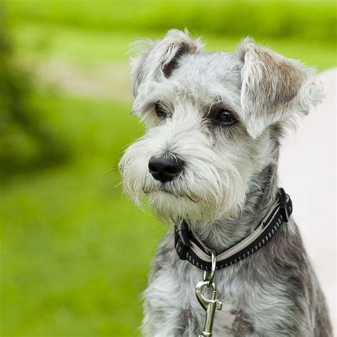 Miniature Schnauzer - Temperament, Lifespan, Shedding, Puppy