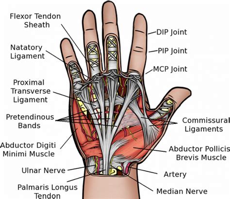 Thumb and Finger Injuries - Back in Action