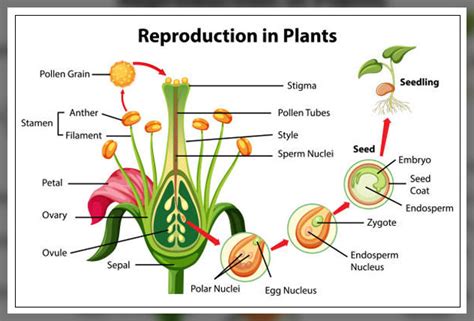 Pollen Grains: Its Importance in Plant Reproduction - AAAKSC