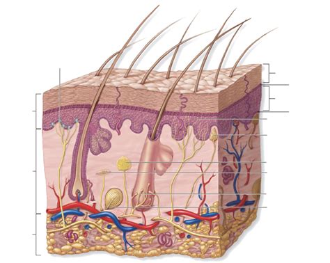 Layers of Skin Diagram | Quizlet