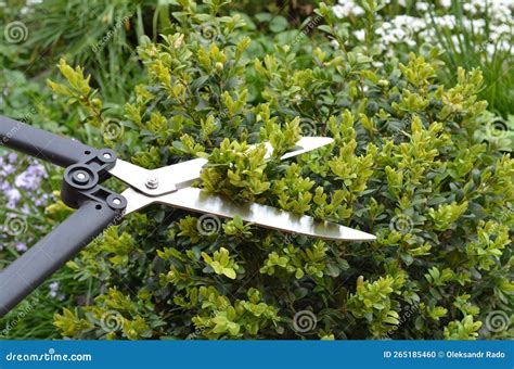 Close Up on Pruning, Trimming Buxus, Boxwood Shrubs with Hedge Shears ...