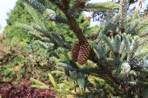 Picea sitchensis-11 | Cones after dropping their seeds | The Tree Library | Flickr