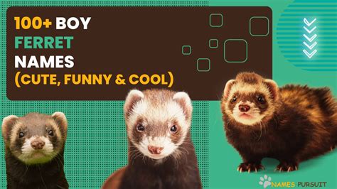 290+ Boy Ferret Names [Unique Ideas for Male Pets]