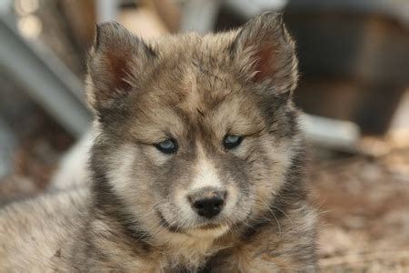 Wolf Puppy - Dogs & Animals Background Wallpapers on Desktop Nexus (Image 734800)