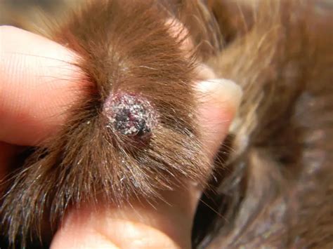 Browse Shih Tzu Skin Problems - Bumps, Scabs, Itchy Skin