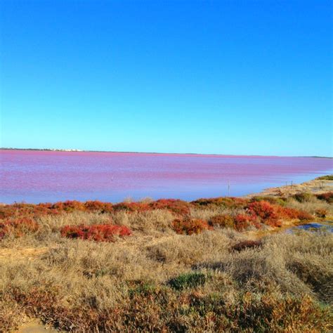 A pink lake in western Australia | Pink lake, Natural landmarks, Western australia