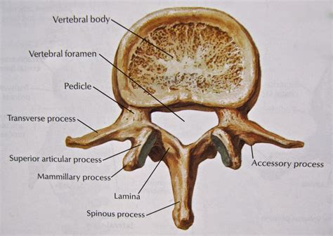 medical freak: OSTEOLOGY OF THE VERTEBRAE